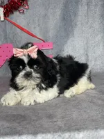 Tori, a female Shih Tzu for sale in Orwell, OH – Photo 2 of 5