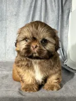 Lee (AKC), a male Shih Tzu for sale in Orwell, OH – 2 of 5