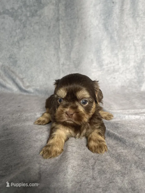 Hank – Shih Tzu puppy for sale in Orwell, OH