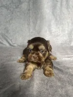 Hank, a male Shih Tzu for sale in Orwell, OH – 1 of 3