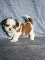 Lenny (AKC), a male Shih Tzu for sale in Orwell, OH – 2 of 5
