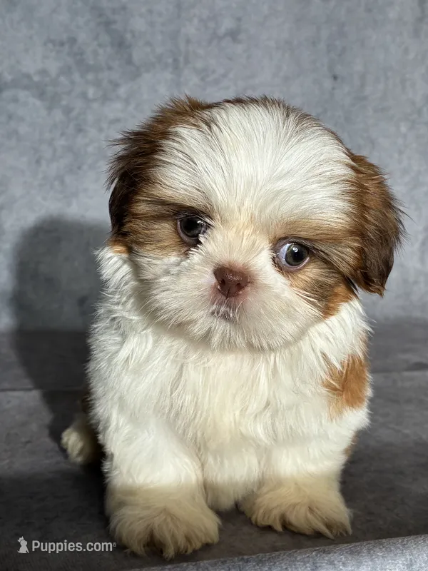 Lenny (AKC) – Shih Tzu puppy for sale in Orwell, OH