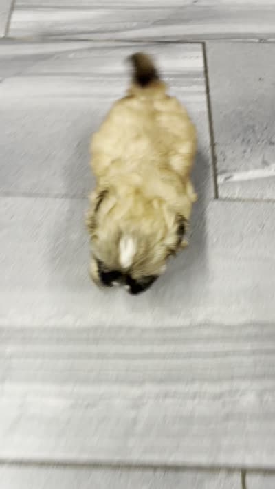 Leo (AKC), a male Shih Tzu for sale in Orwell, OH – 4 of 4