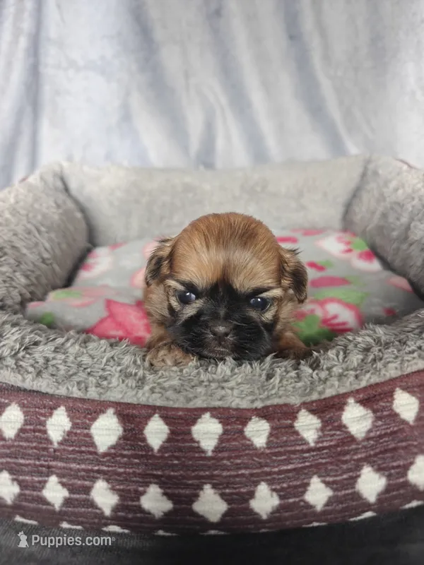 Gigi – Shih Tzu puppy for sale in Orwell, OH