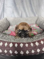 Gigi, a female Shih Tzu for sale in Orwell, OH – 1 of 3