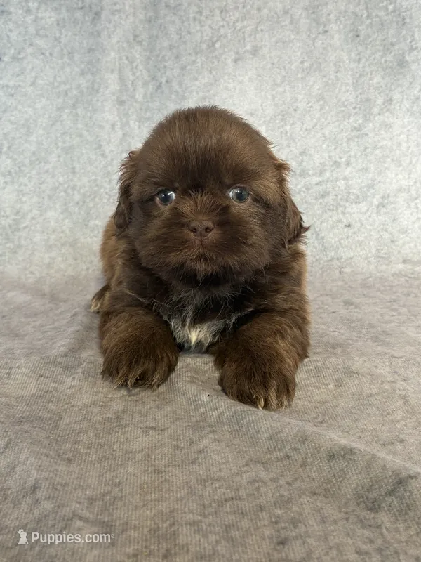 King (AKC) – Shih Tzu puppy for sale in Orwell, OH