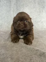 King (AKC), a male Shih Tzu for sale in Orwell, OH – 1 of 4