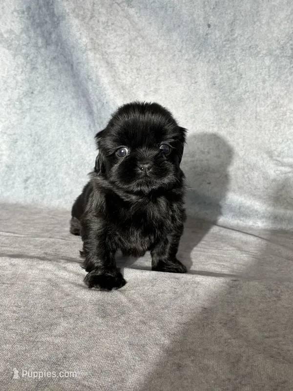 Jupiter – Shih Tzu puppy for sale in Orwell, OH
