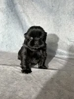 Jupiter, a male Shih Tzu for sale in Orwell, OH – 1 of 3