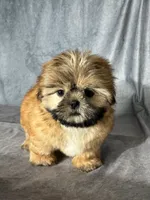 Leo (AKC), a male Shih Tzu for sale in Orwell, OH – 3 of 4