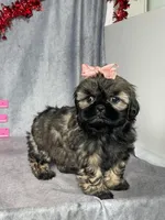 Tessa, a female Shih Tzu for sale in Orwell, OH – Photo 3 of 3
