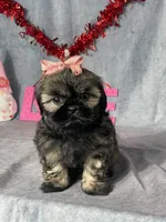 Tessa, a female Shih Tzu for sale in Orwell, OH – Photo 1 of 3
