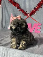 Tessa, a female Shih Tzu for sale in Orwell, OH – Photo 2 of 3