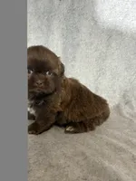King (AKC), a male Shih Tzu for sale in Orwell, OH – 3 of 4