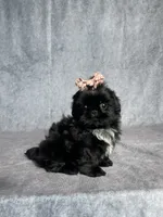 Indy, a female Shih Tzu for sale in Orwell, OH – 2 of 4