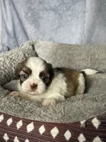 Hanna, a female Shih Tzu for sale in Orwell, OH – 2 of 3