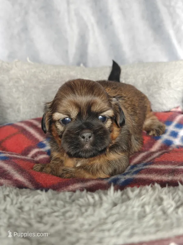 Gio – Shih Tzu puppy for sale in Orwell, OH