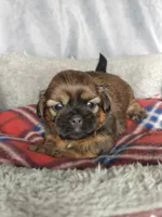 Gio, a male Shih Tzu for sale in Orwell, OH – 1 of 3