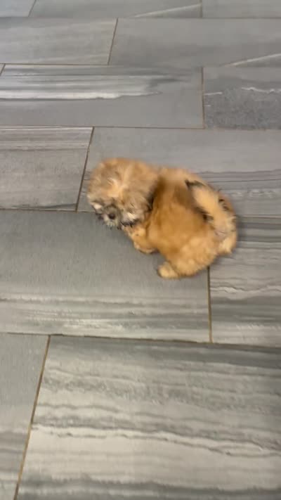 Leo (AKC), a male Shih Tzu for sale in Orwell, OH – 4 of 4