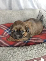 Gio, a male Shih Tzu for sale in Orwell, OH – 2 of 3