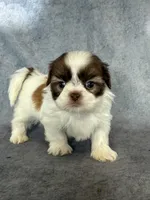Louie (AKC), a male Shih Tzu for sale in Orwell, OH – 3 of 4
