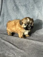 Leo (AKC), a male Shih Tzu for sale in Orwell, OH – 3 of 4