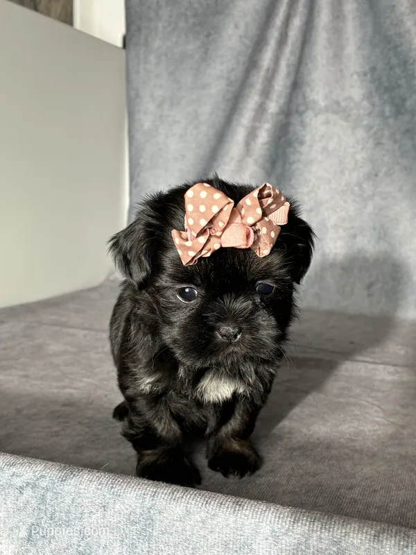 Joy – Shih Tzu puppy for sale in Orwell, OH
