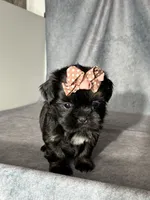 Joy, a female Shih Tzu for sale in Orwell, OH – 1 of 4