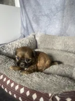 Heidi, a female Shih Tzu for sale in Orwell, OH – 2 of 3