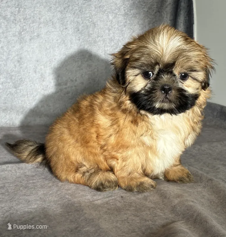 Leo (AKC) – Shih Tzu puppy for sale in Orwell, OH