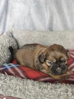 Gio, a male Shih Tzu for sale in Orwell, OH – 3 of 3
