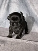 Jack, a male Shih Tzu for sale in Orwell, OH – 1 of 4