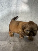 Lee (AKC), a male Shih Tzu for sale in Orwell, OH – 3 of 4