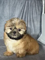 Leo (AKC), a male Shih Tzu for sale in Orwell, OH – 2 of 4