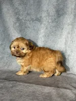 Kota, a male Shih Tzu for sale in Orwell, OH – 3 of 4