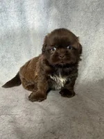 King (AKC), a male Shih Tzu for sale in Orwell, OH – 2 of 4