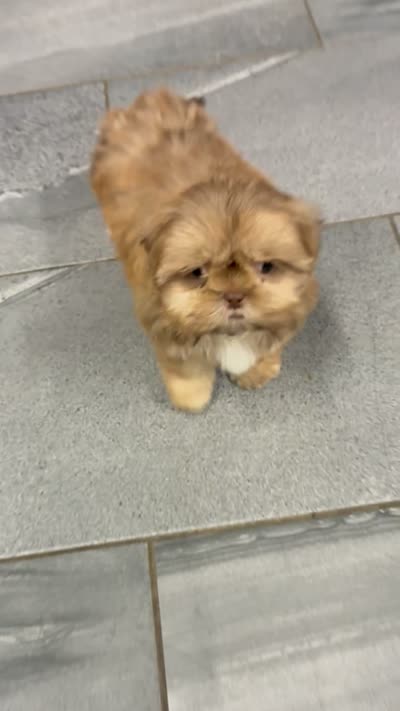 Oscar, a male Shih Tzu for sale in Orwell, OH – 4 of 4
