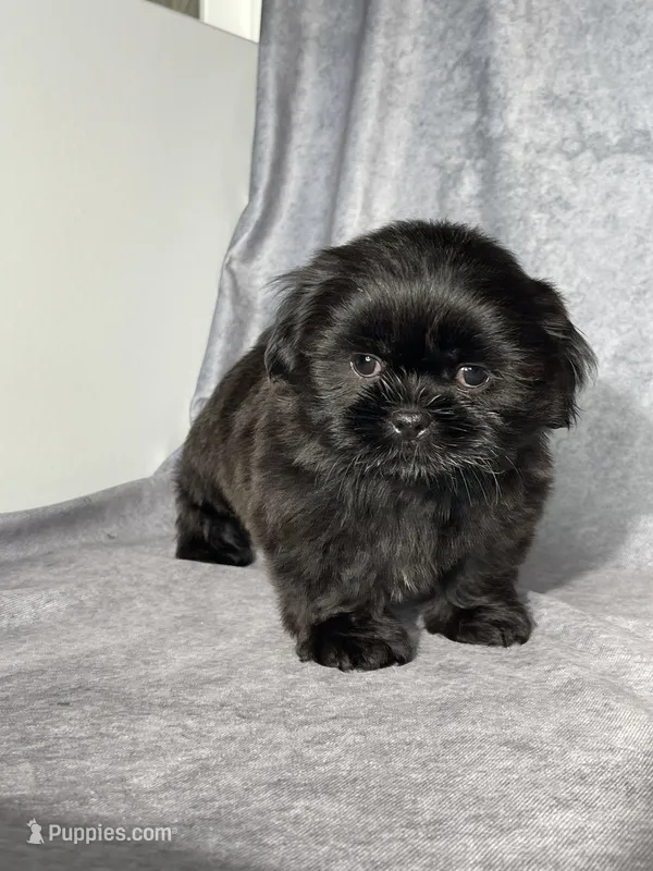 Gabe – Shih Tzu puppy for sale in Orwell, OH