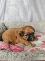 Ginny, a female Shih Tzu for sale in Orwell, OH – 3 of 3