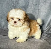Kai (AKC), a male Shih Tzu for sale in Orwell, OH – 4 of 6