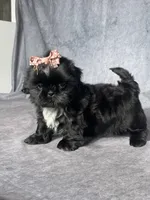 Iris, a female Shih Tzu for sale in Orwell, OH – 3 of 5