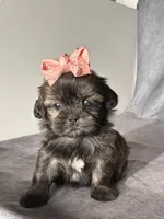 Jenny, a female Shih Tzu for sale in Orwell, OH – 4 of 4