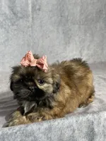 Ivy, a female Shih Tzu for sale in Orwell, OH – 2 of 4