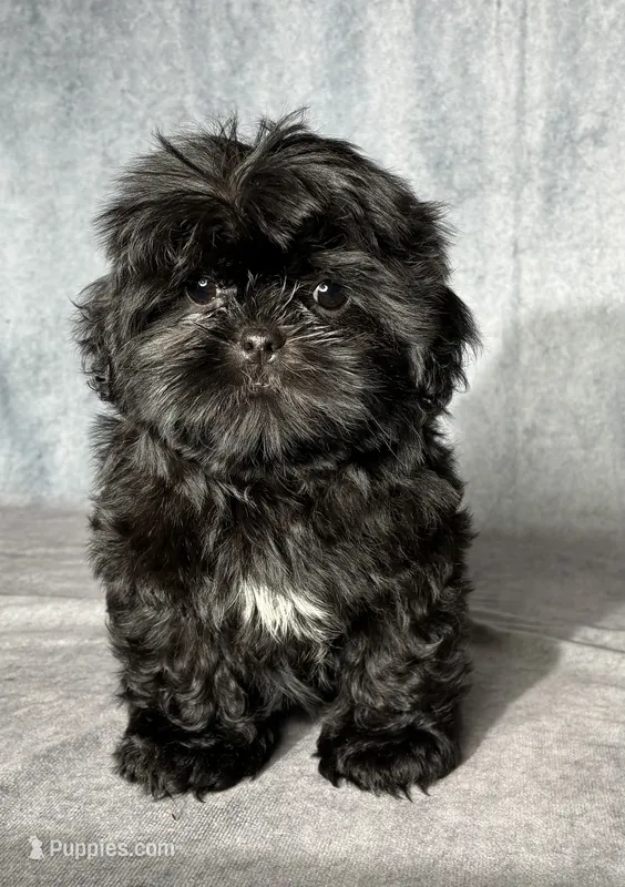 Jet – Shih Tzu puppy for sale in Orwell, OH