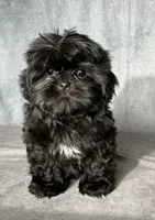 Jet, a male Shih Tzu for sale in Orwell, OH – 1 of 4
