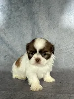 Louie (AKC), a male Shih Tzu for sale in Orwell, OH – 2 of 4