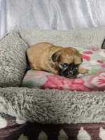 Gigi, a female Shih Tzu for sale in Orwell, OH – 3 of 3