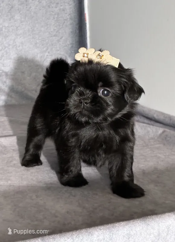 Josie – Shih Tzu puppy for sale in Orwell, OH