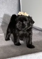 Josie, a female Shih Tzu for sale in Orwell, OH – 1 of 3