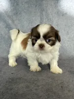 Louie (AKC), a male Shih Tzu for sale in Orwell, OH – 1 of 4